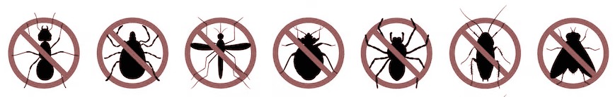 Illustration of common household pests Zero Bugs helps control